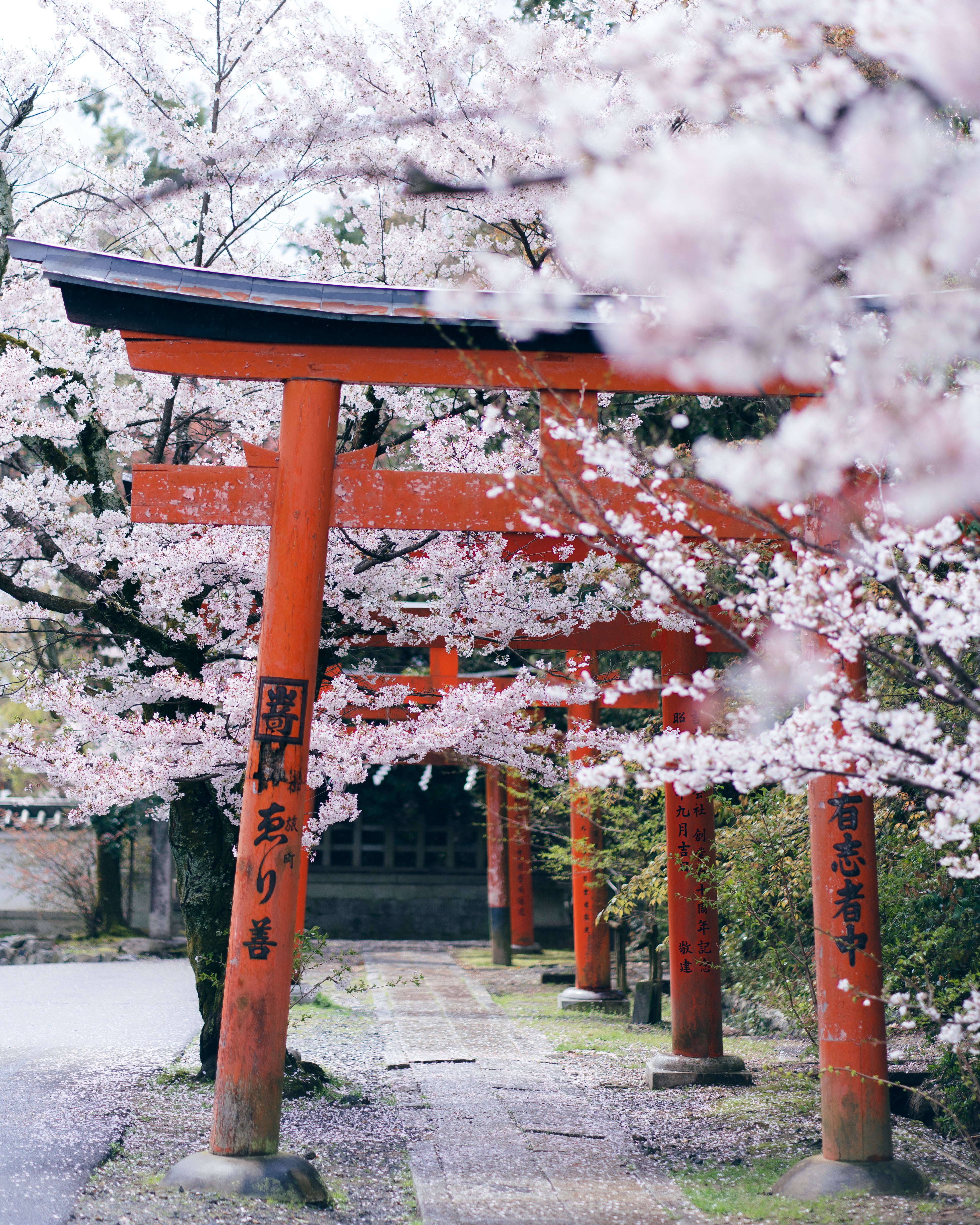 Sakura and Sport: The Enchanting Tale of the Japan Cherry Blossom