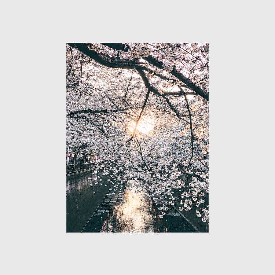 Meguro Blossoms II