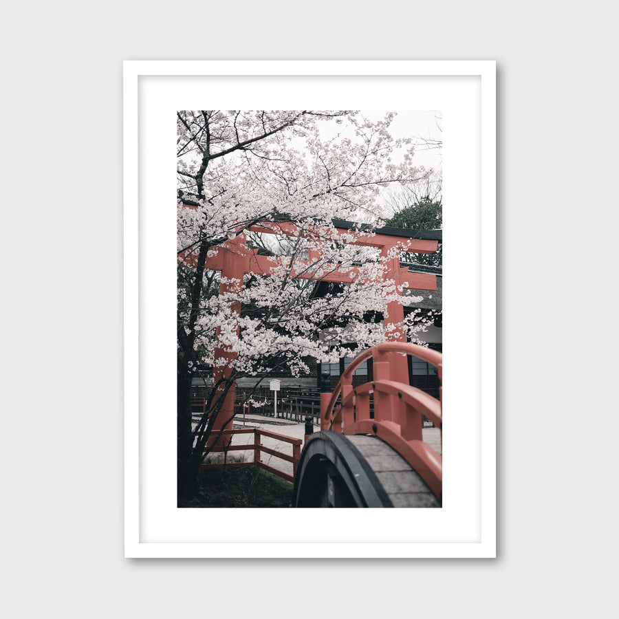 Cherry Blossoms in Shimogamo Shrine