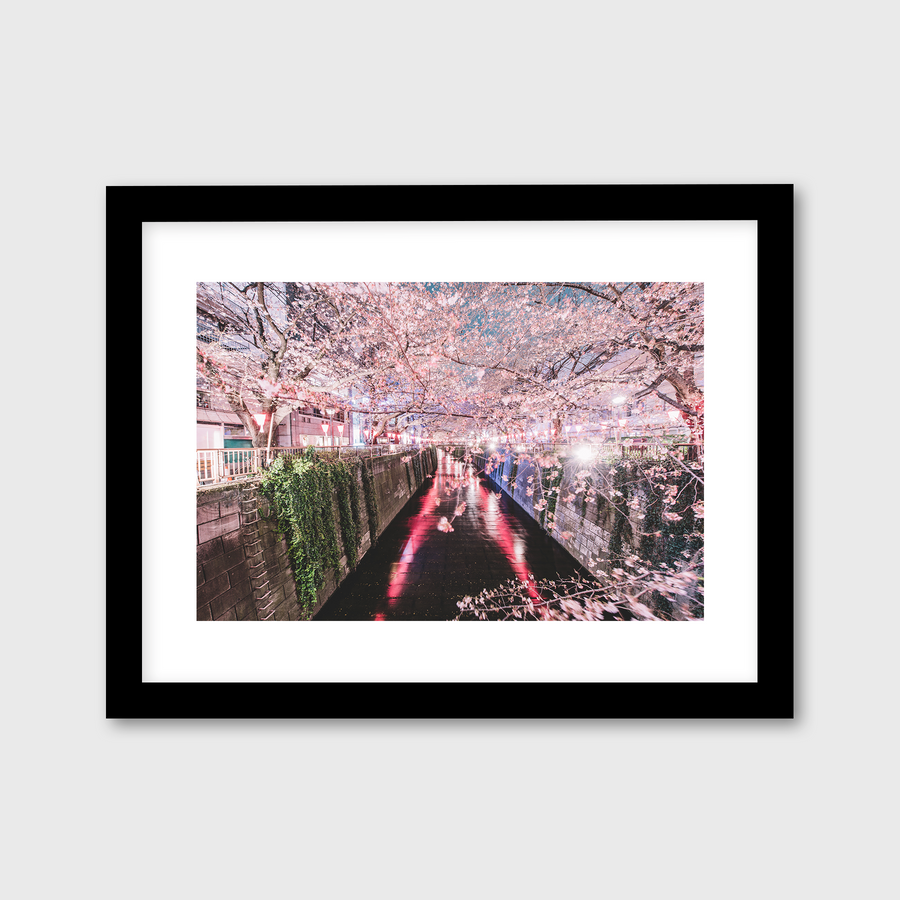 Sakura Stroll