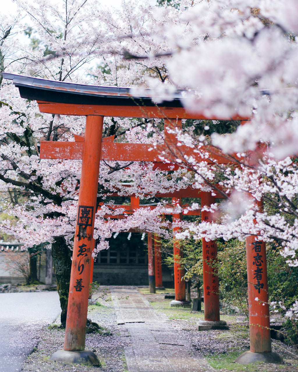The Magic of Sakura Season