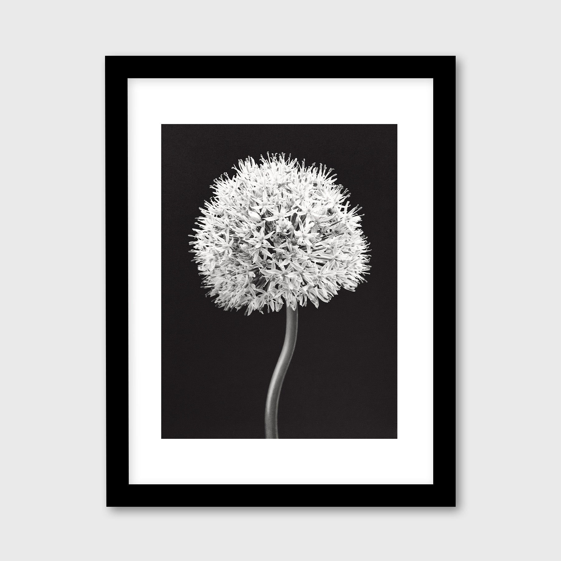 Allium