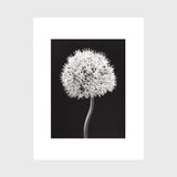 Allium