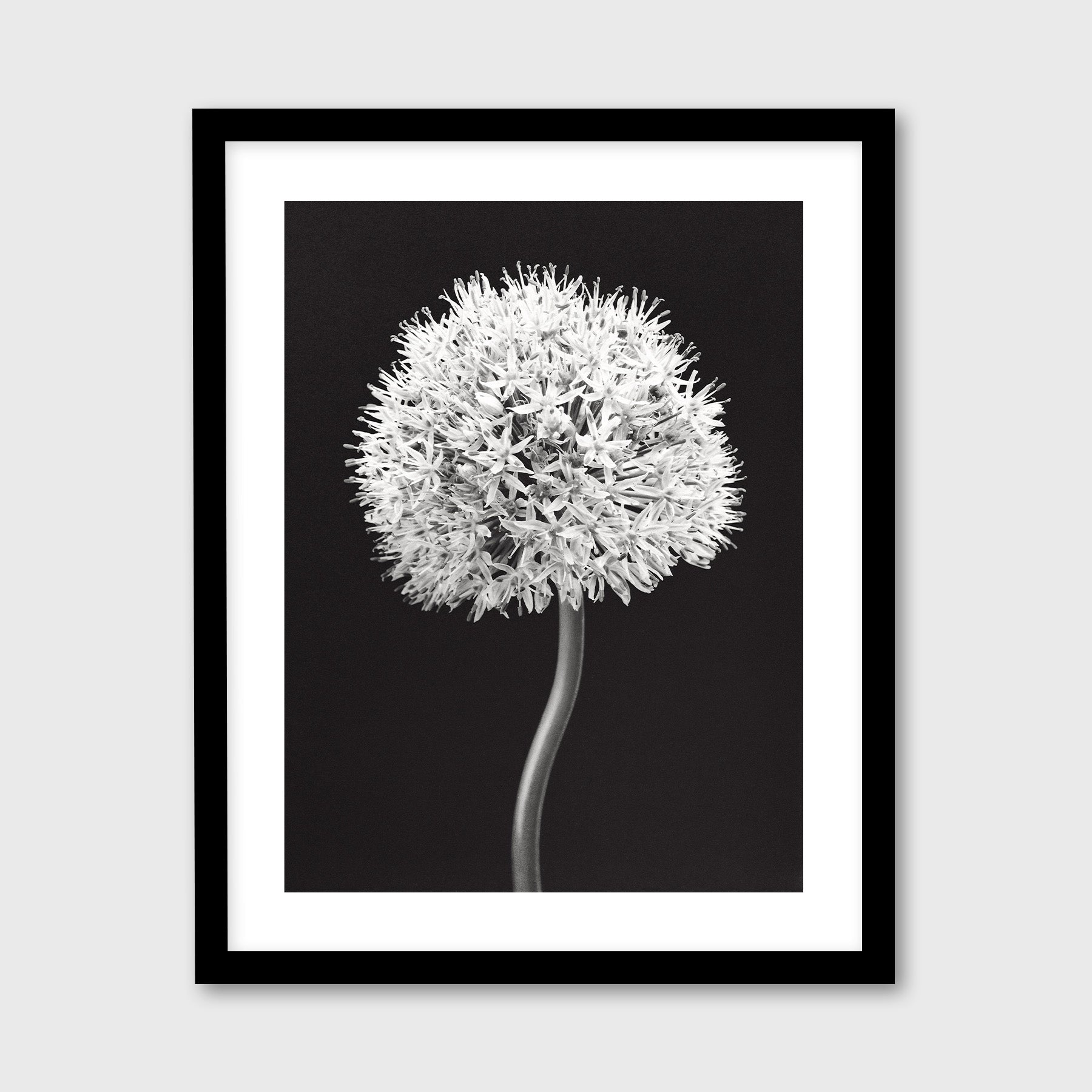 Allium