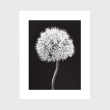 Allium