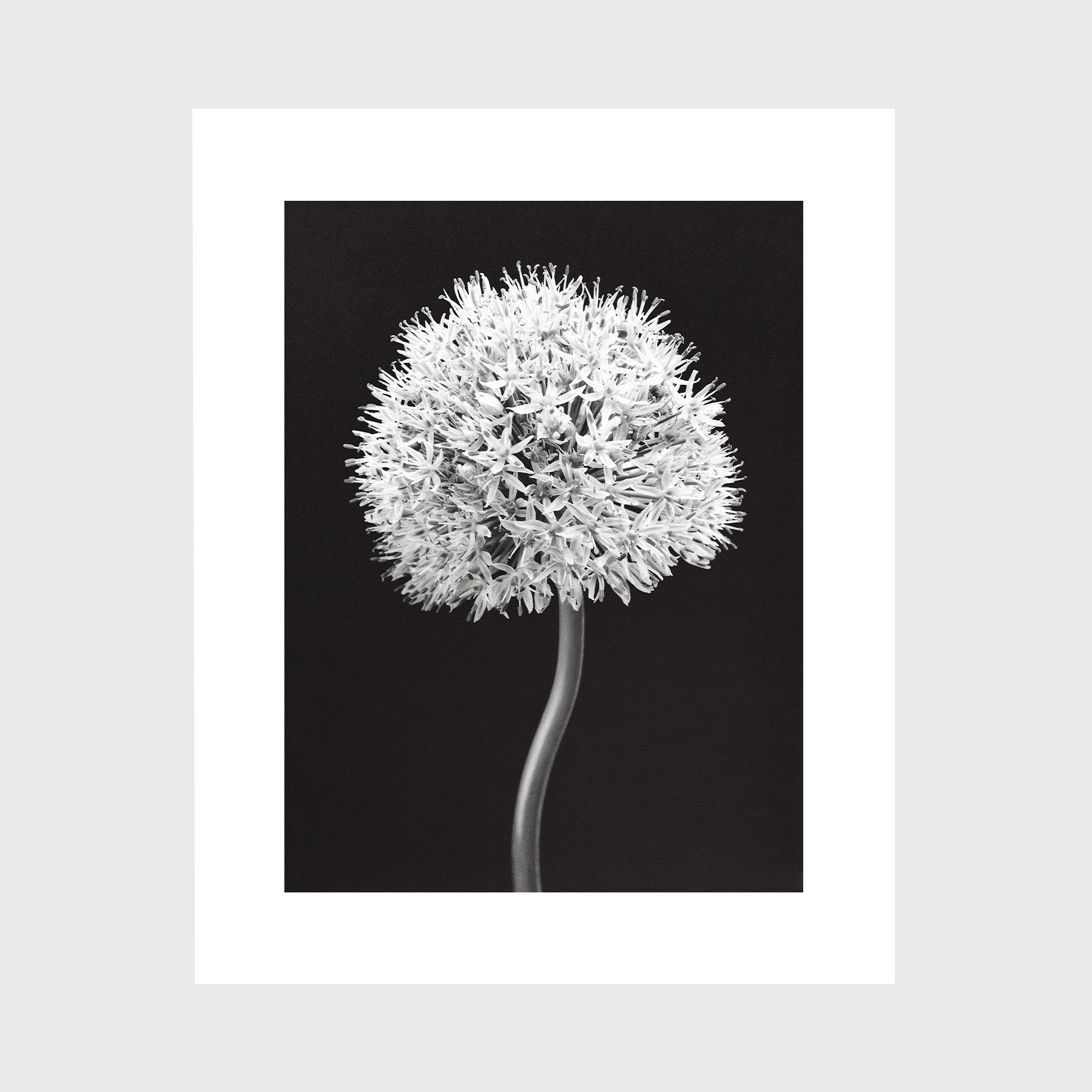 Allium