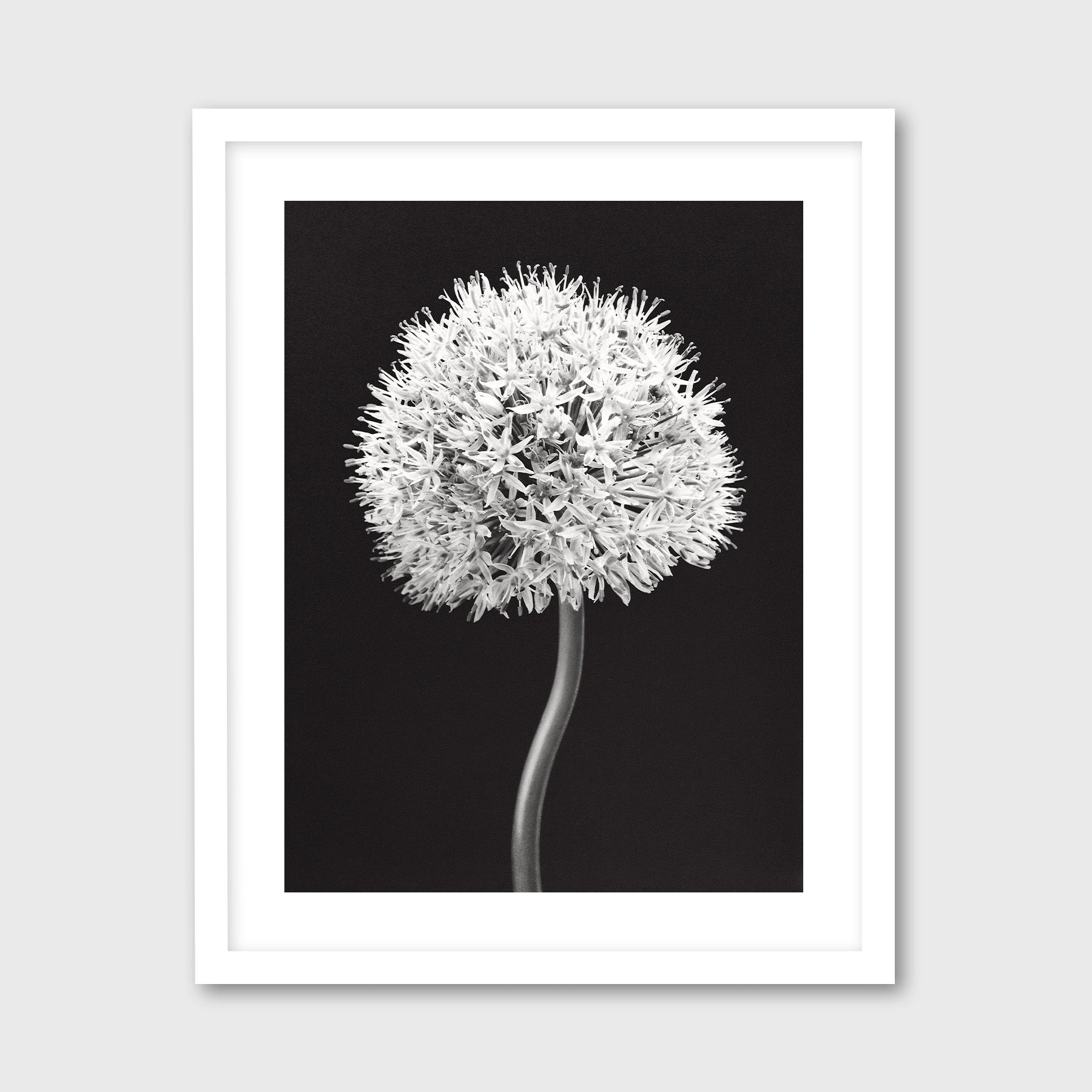 Allium