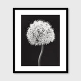 Allium