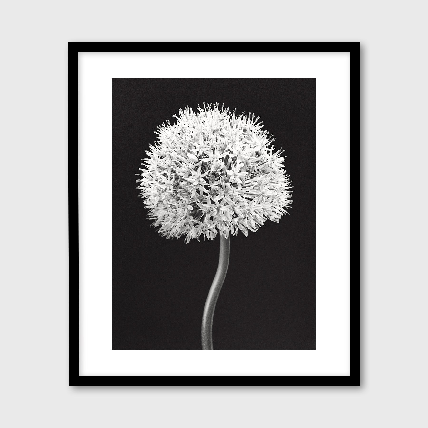 Allium