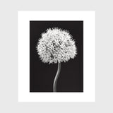 Allium