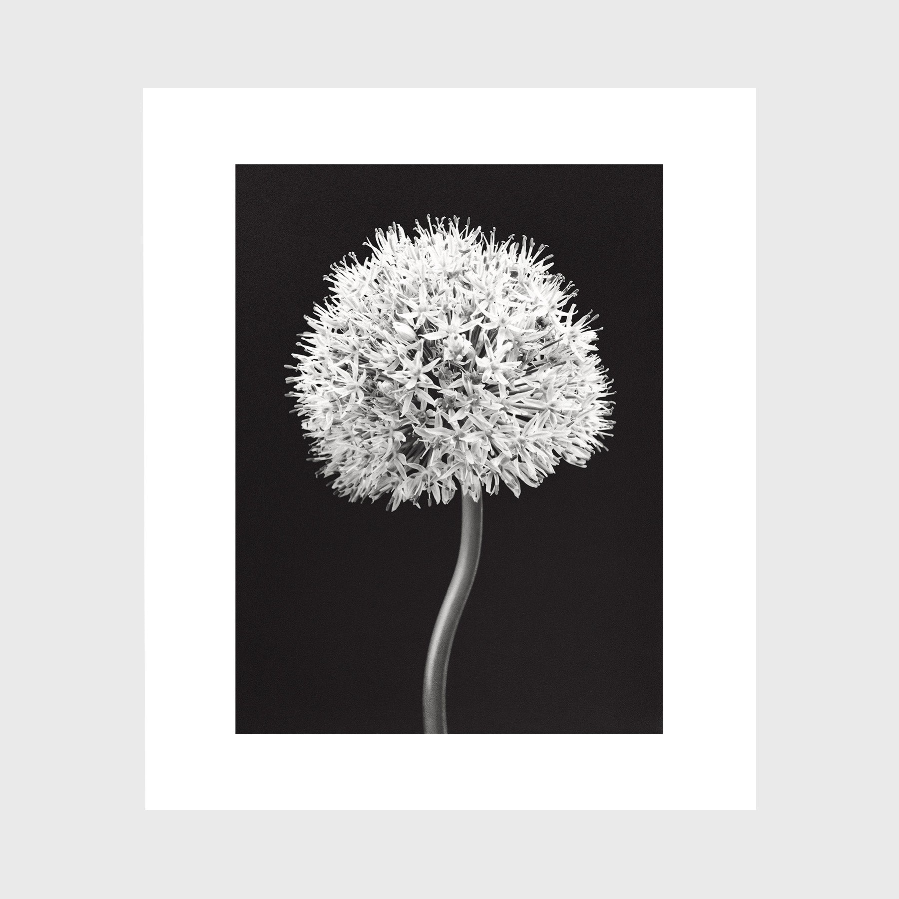 Allium