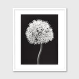 Allium