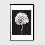 Allium