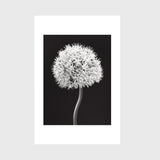 Allium