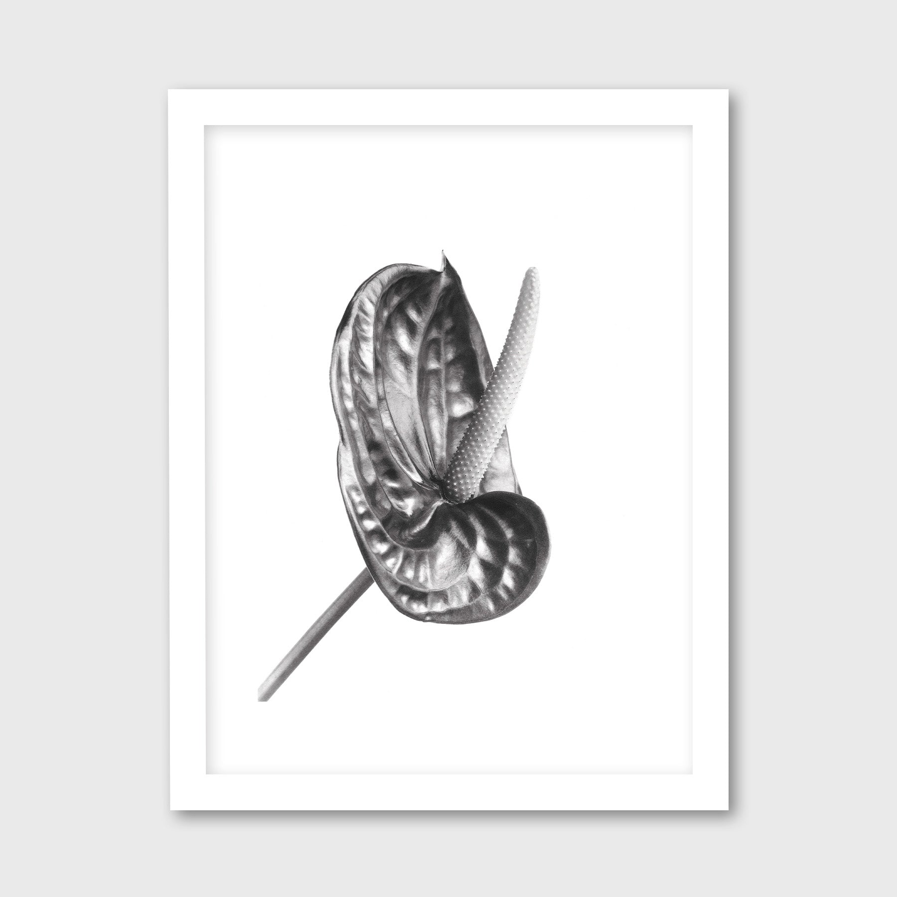 anthurium print Anthurium