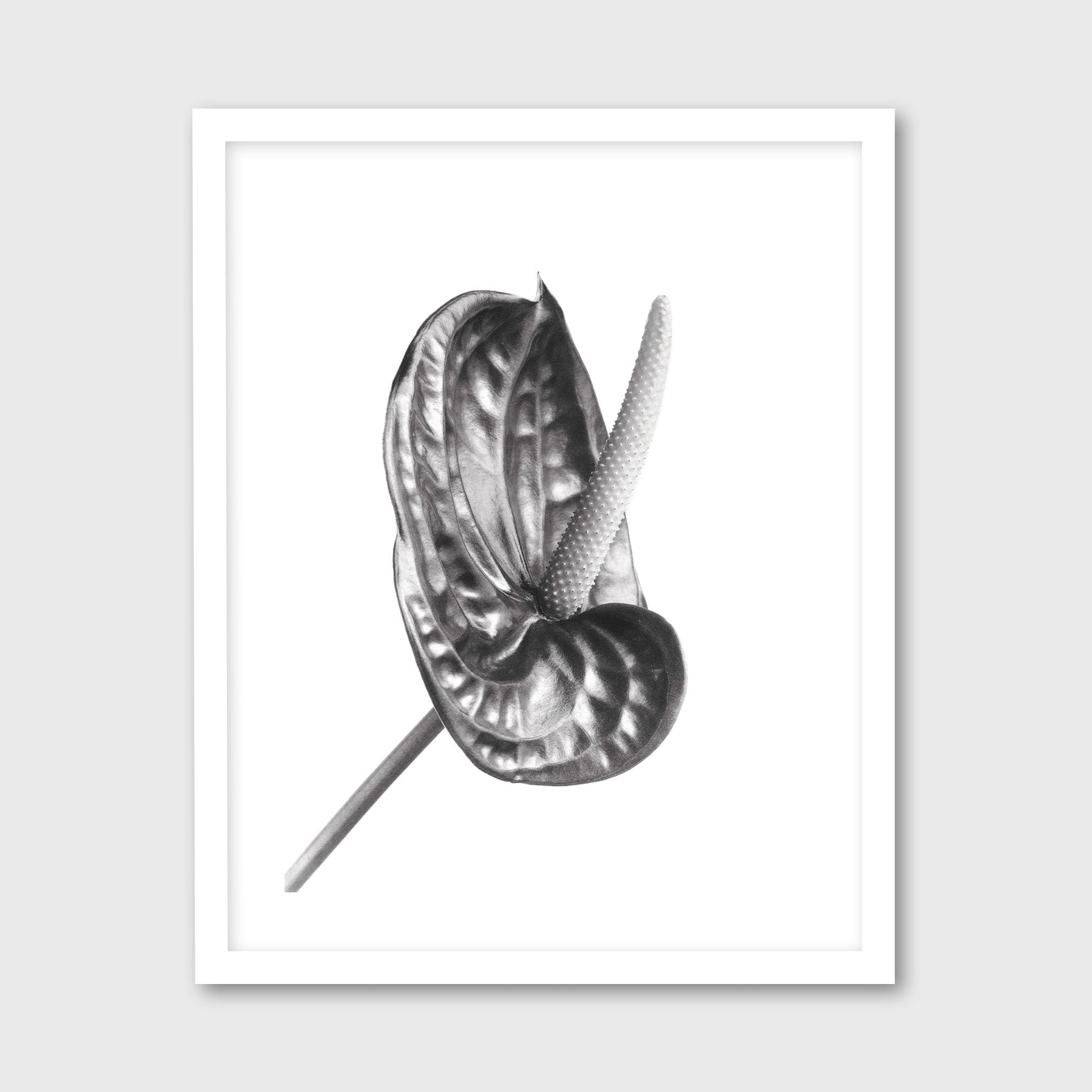 Anthurium