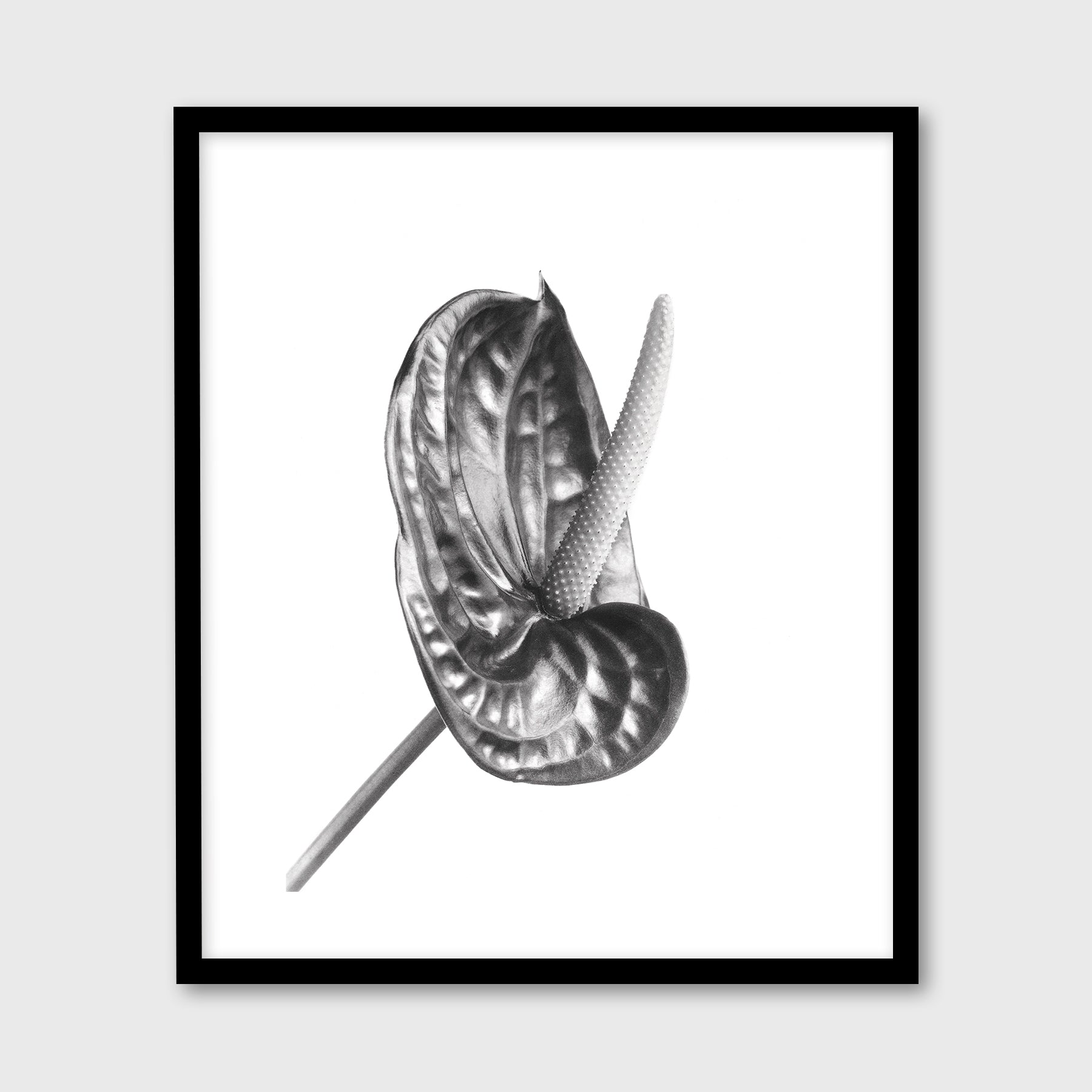 Anthurium