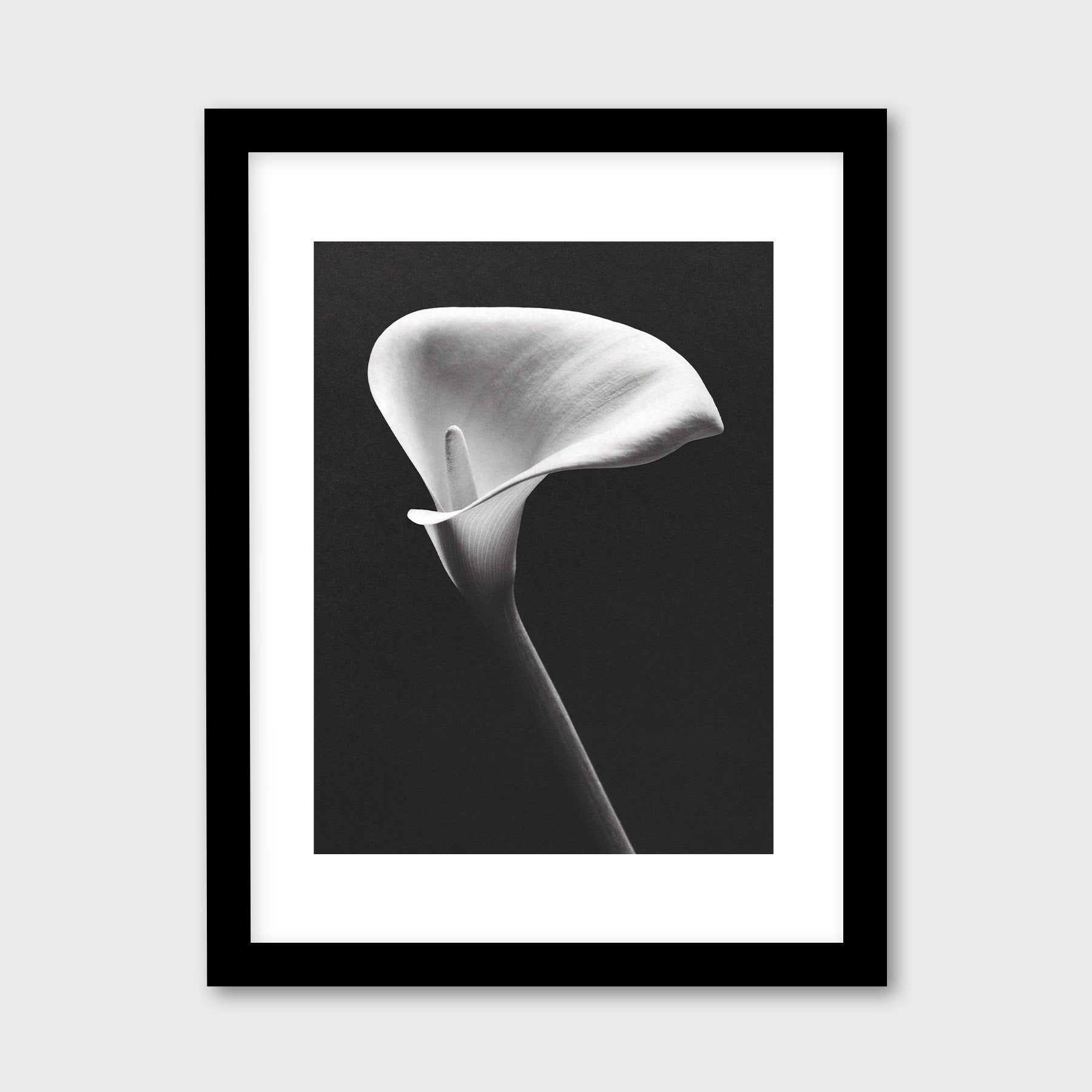 Arum Lily