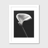 Arum Lily