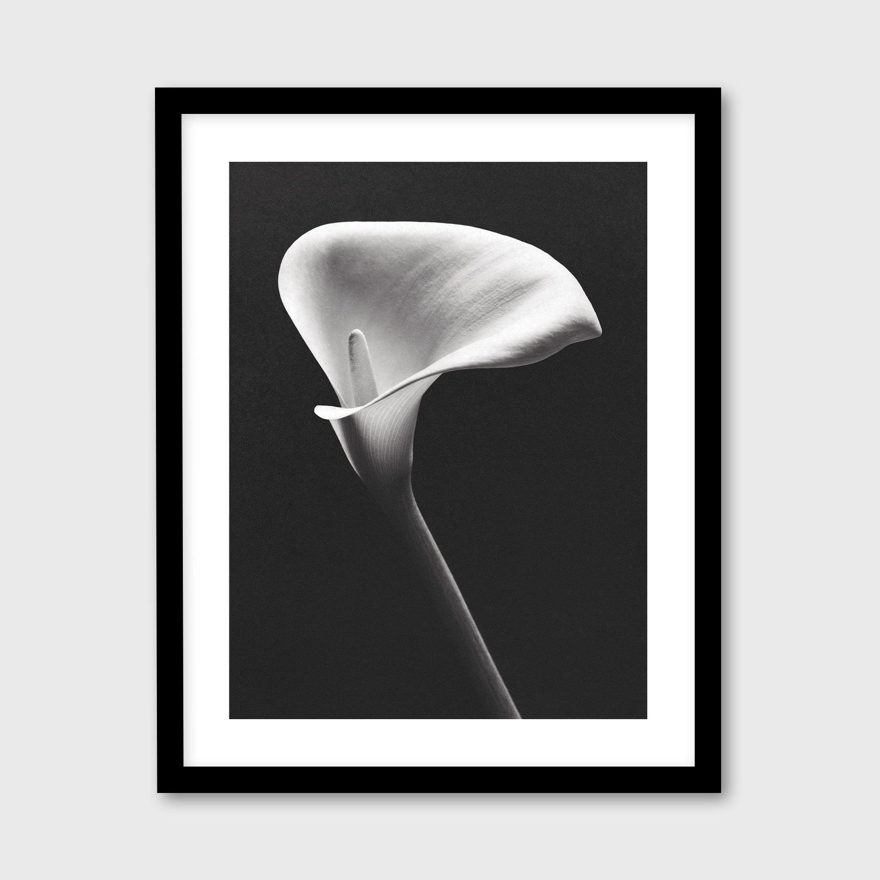 Arum Lily