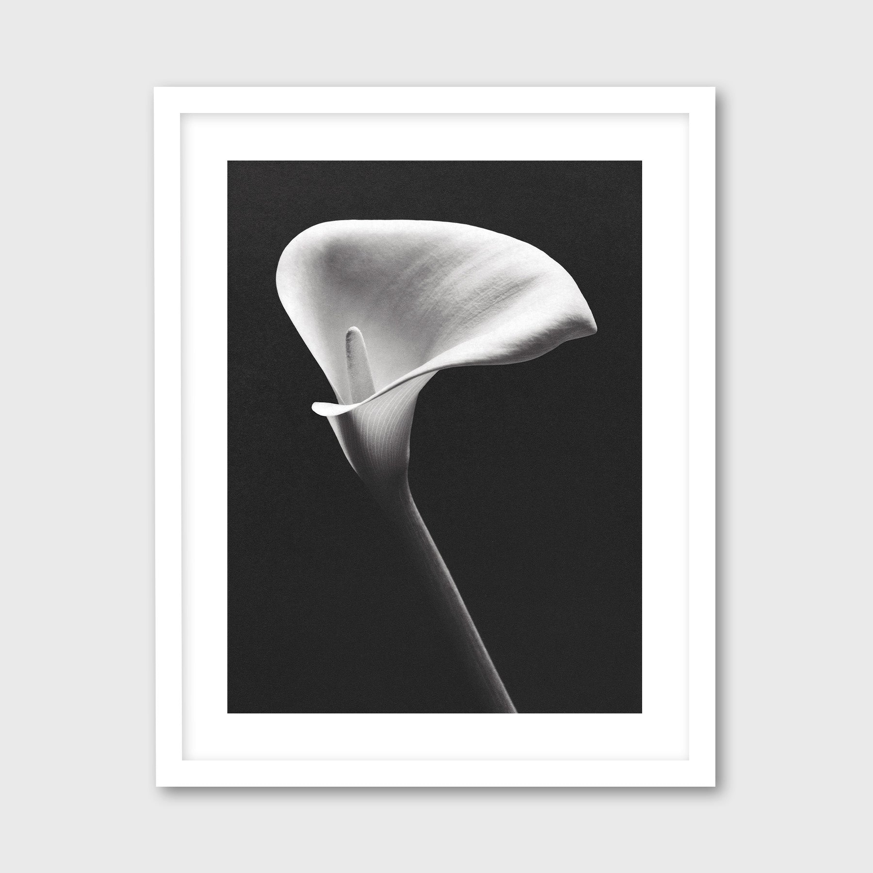 Arum Lily