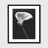 Arum Lily