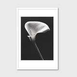 Arum Lily