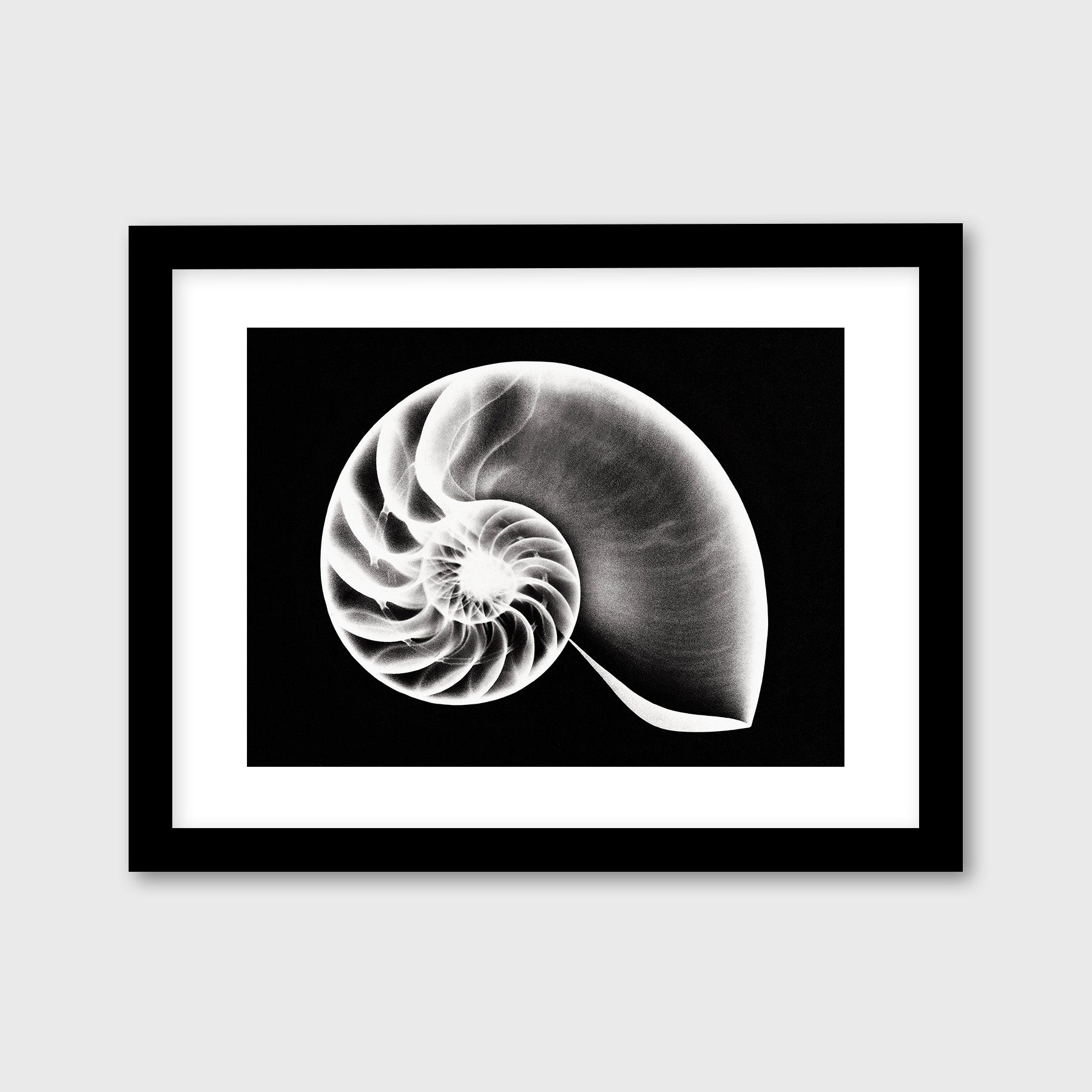 Nautilus Shell | Monochrome Prints – Trope Publishing Co