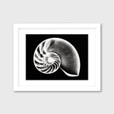 Nautilus Shell