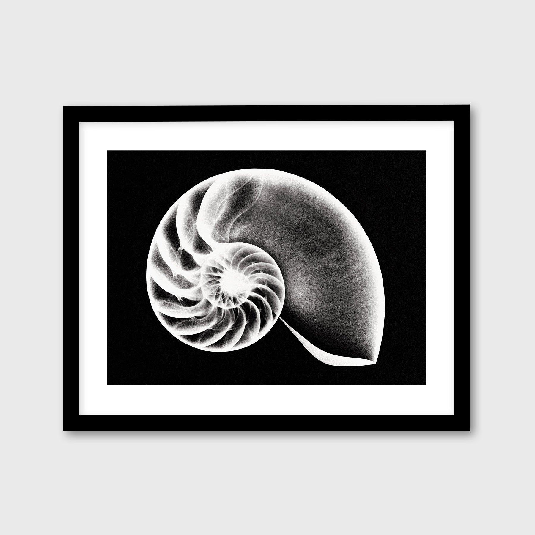 Nautilus Shell