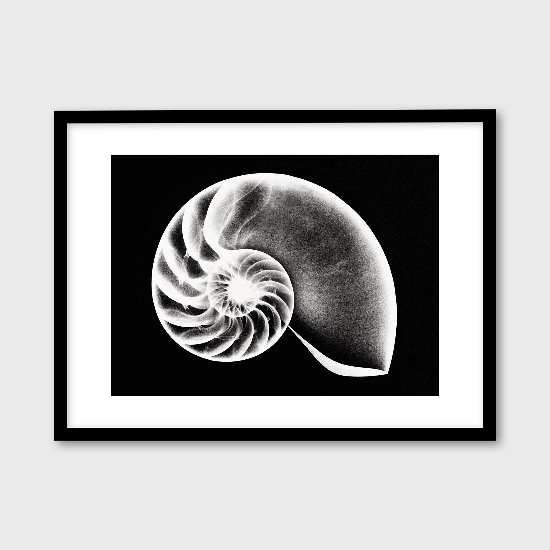 Nautilus Shell