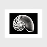 Nautilus Shell