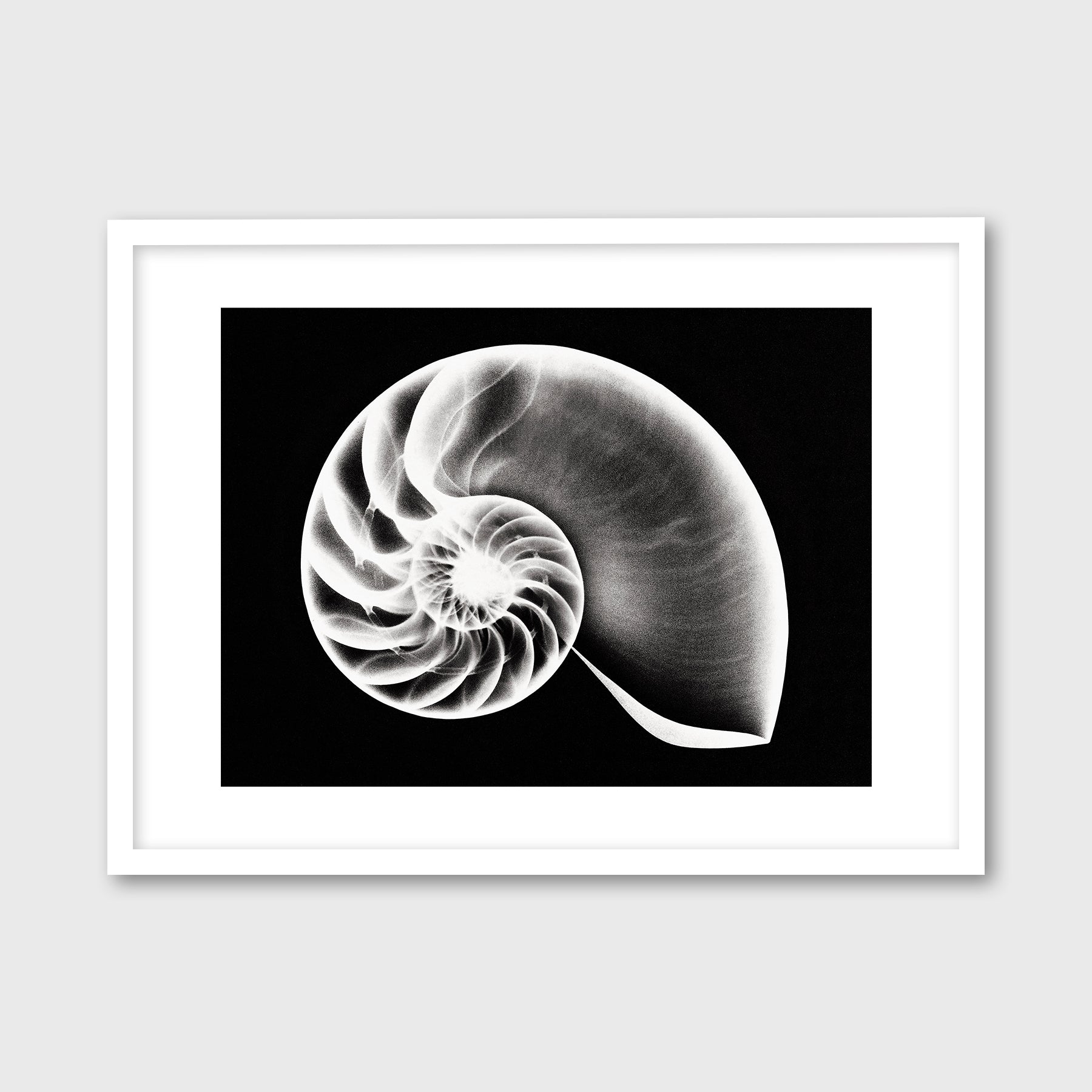 Nautilus Shell