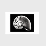 Nautilus Shell