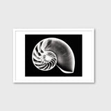 Nautilus Shell