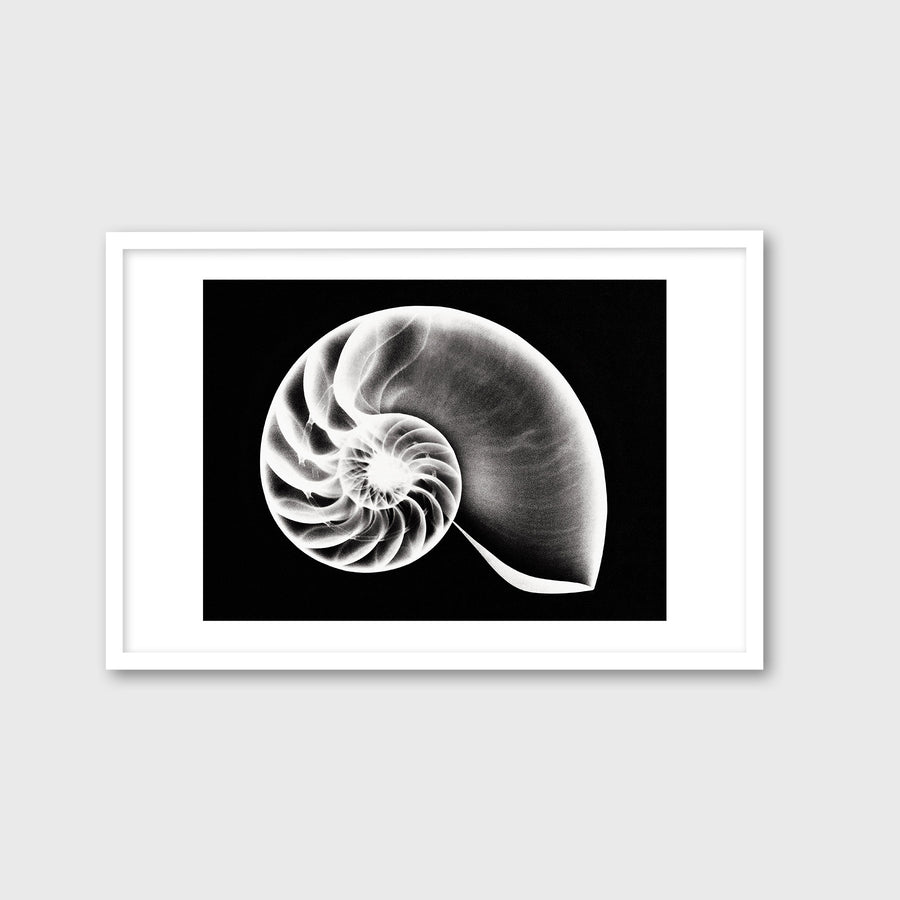 Yellow nautilus shell vector icon. Hand drawn simple doodle isolated on  white. Round seashell, underwater mollusk or snail. Seafood, tasty  delicacy. Flat cartoon clipart for menu, posters, prints, web 17581405  Vector Art