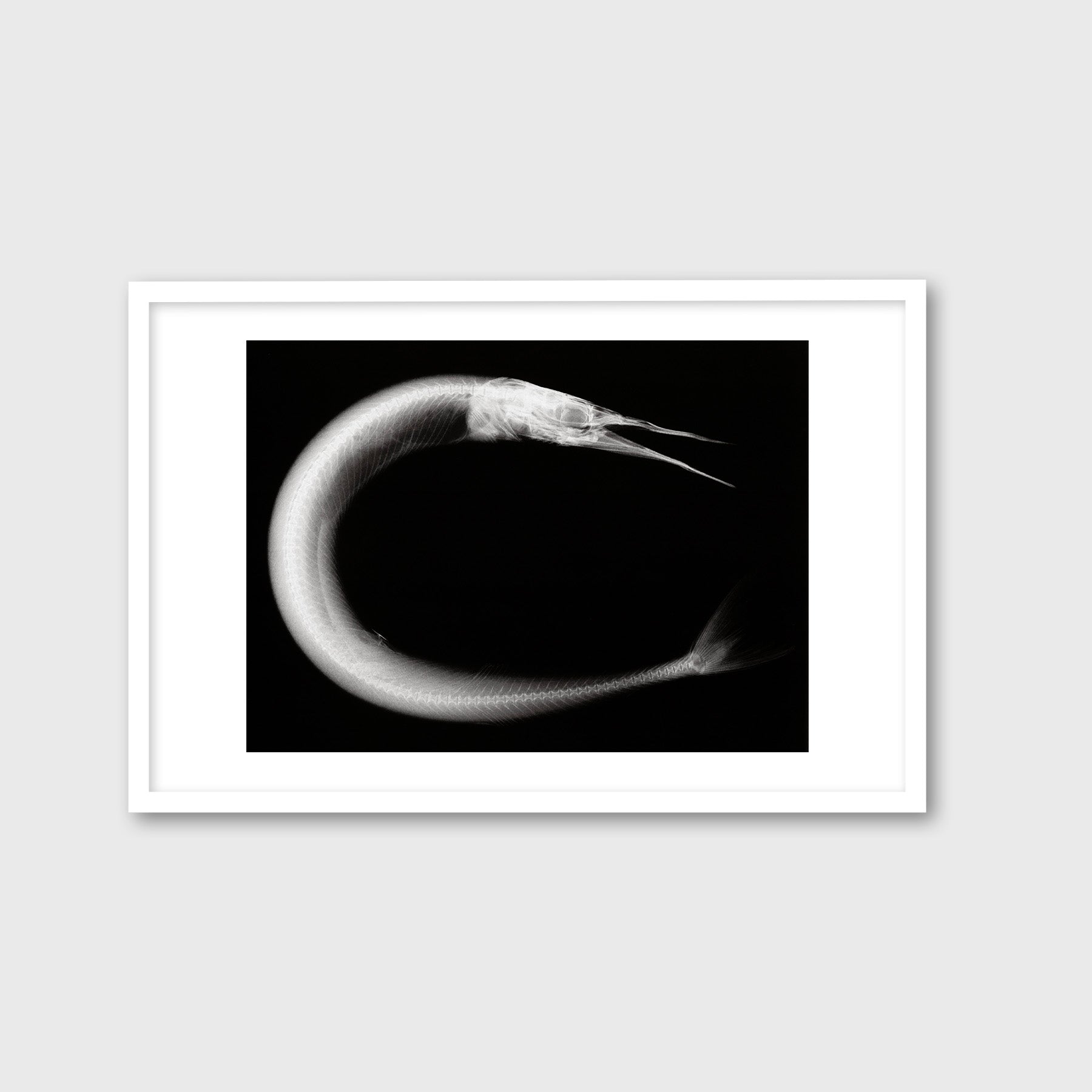 Needle Fish – Trope Publishing Co