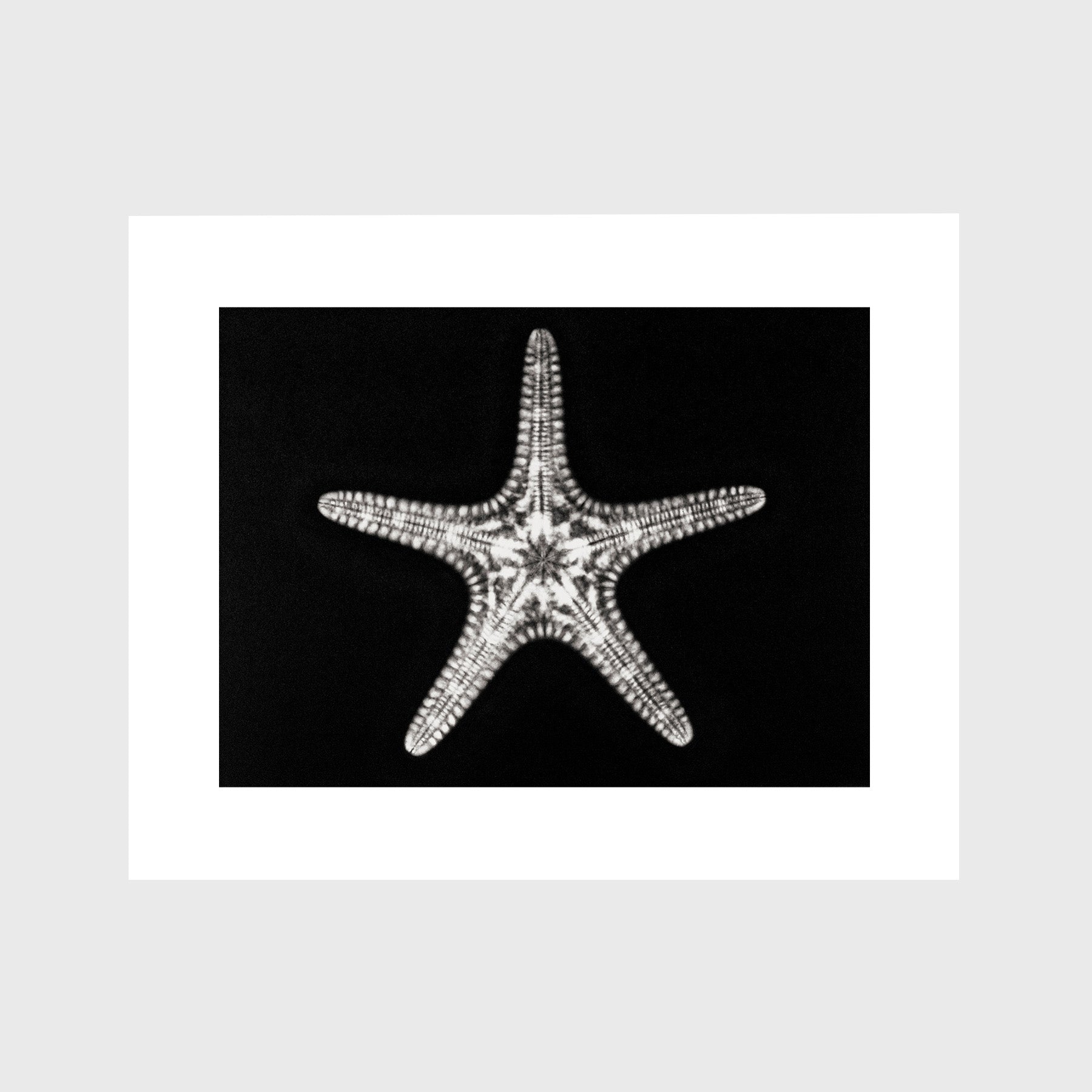 Starfish Trope Publishing Co starfish-trope-publishing-co