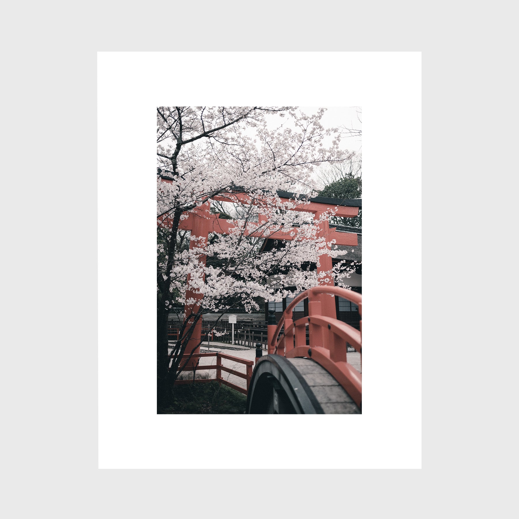 Cherry Blossoms in Shimogamo Shrine