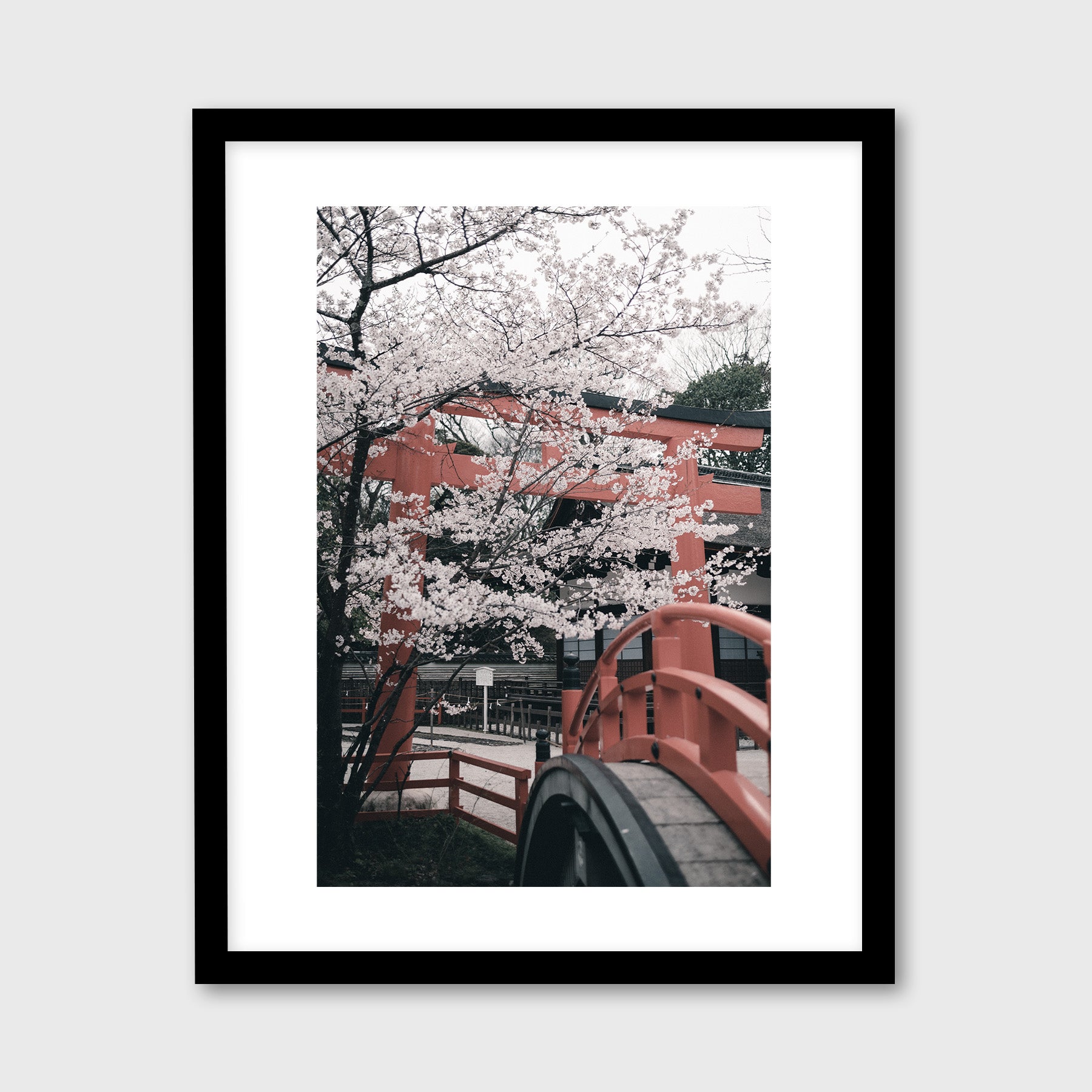 Cherry Blossoms in Shimogamo Shrine