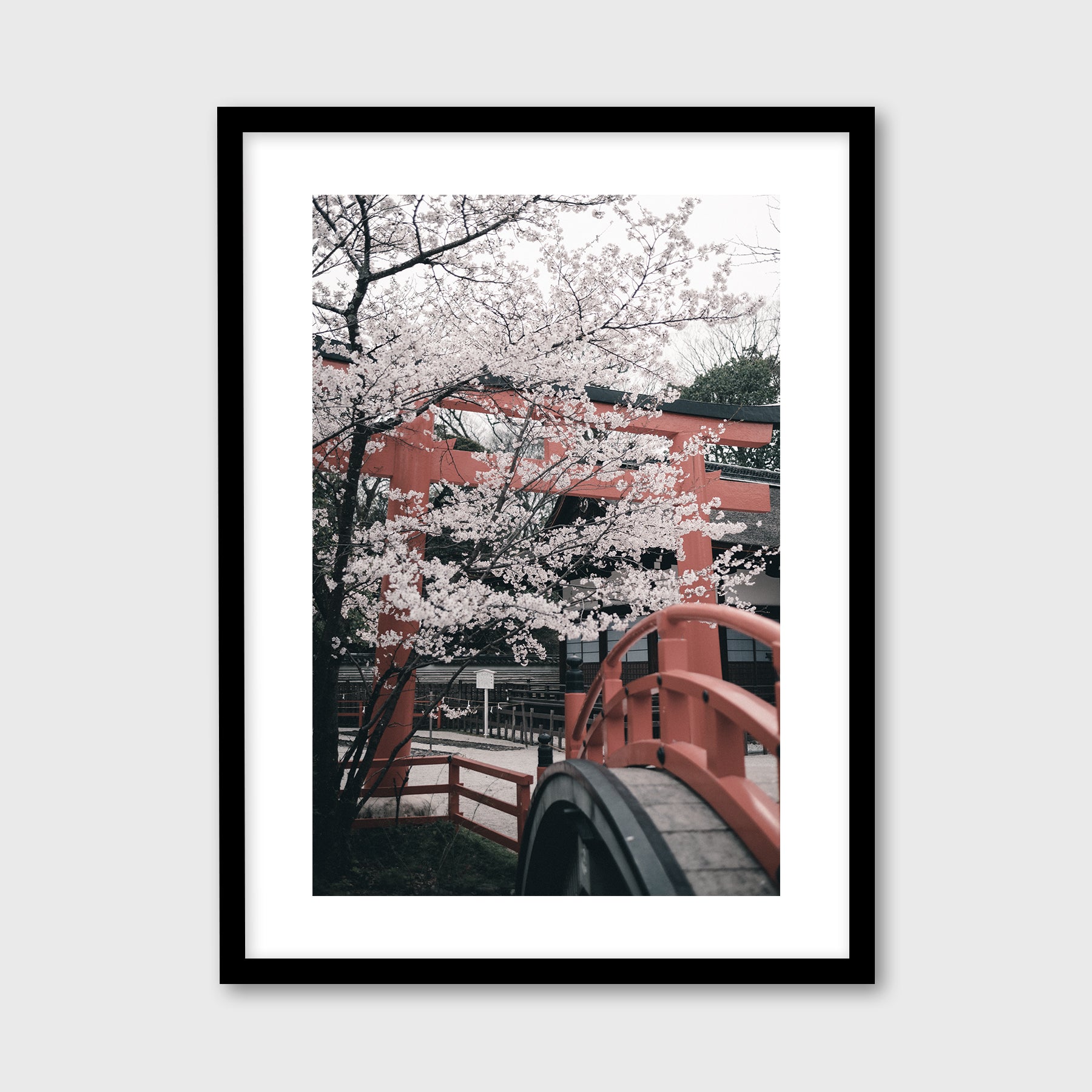 Cherry Blossoms in Shimogamo Shrine