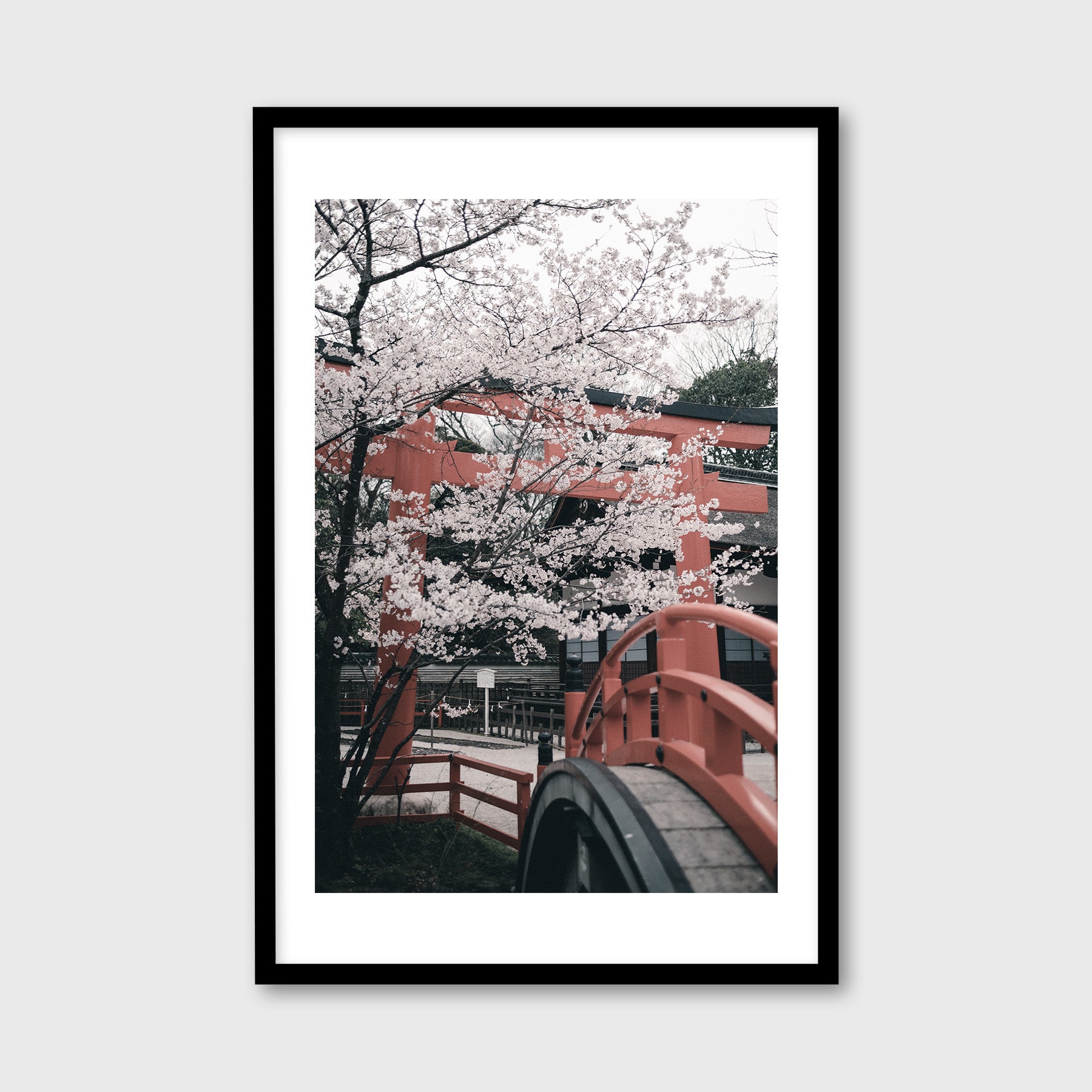 Cherry Blossoms in Shimogamo Shrine