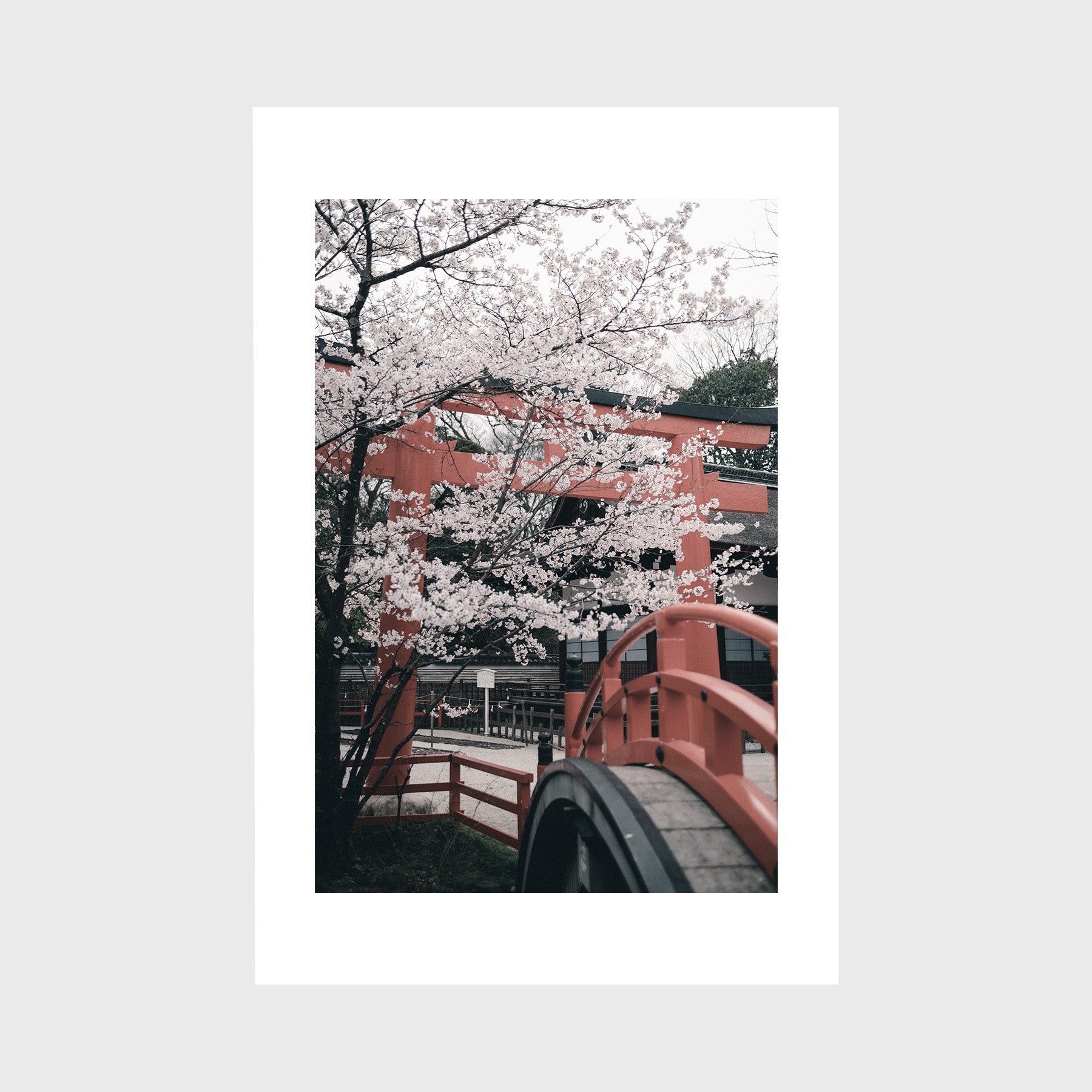 Cherry Blossoms in Shimogamo Shrine