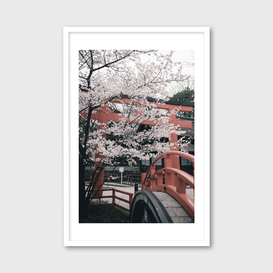 Cherry Blossoms in Shimogamo Shrine