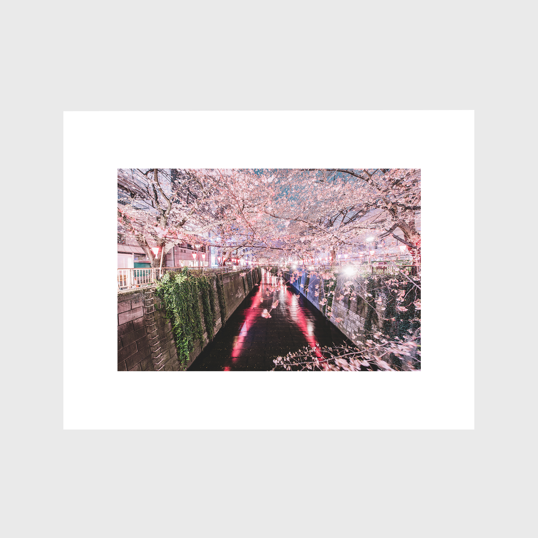 Sakura Stroll