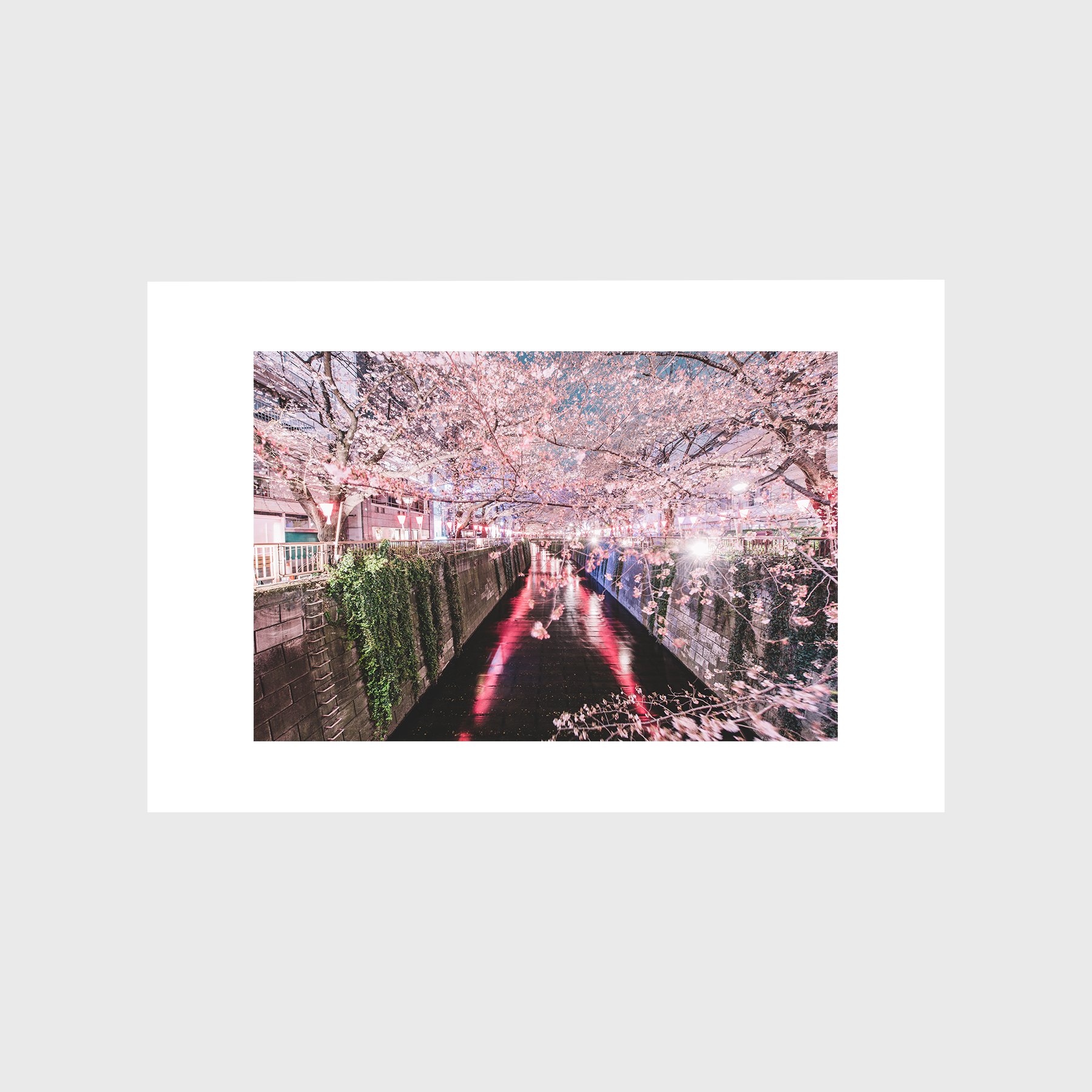 Sakura Stroll